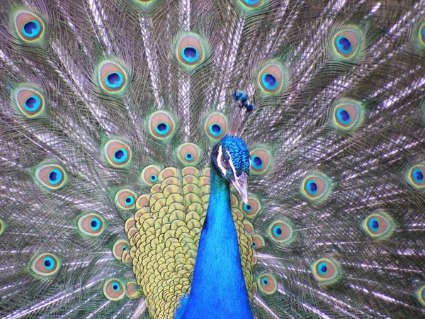 peacock bird